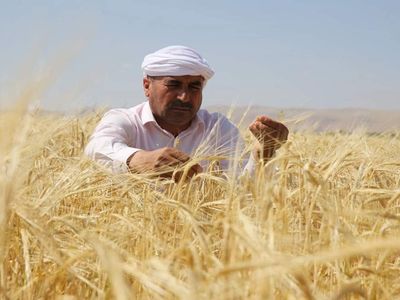 Türkiye’nin topraklarından bereket fışkırıyor: Bu yıl 200 bin ton buğday hasadı bekleniyor