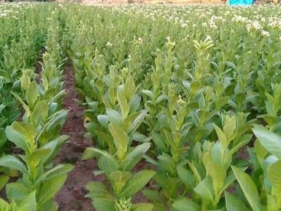 Tütün Eksperliği Yüksekokulu DGS 2022 taban puanları ve bölüm kontenjanları
