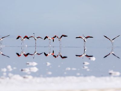 Tuz Gölü flamingo cennetine dönecek! Bakanlık harekete geçti
