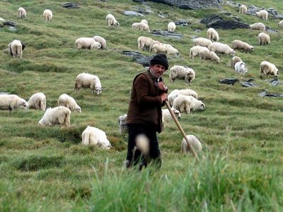 Üç bakanlık birden seferber oldu: 150 bin çoban aranıyor