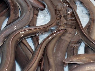 Ülkeyi ayağa kaldıran olay: karın ağrısı şikayetiyle hastaneye gitti, karnından 30 cm boyunda yılan balığı çıktı!