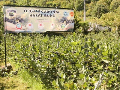 Üretimi İçin AR-GE Çalışması Yapılmıştı: Hasat Zamanı Geldi