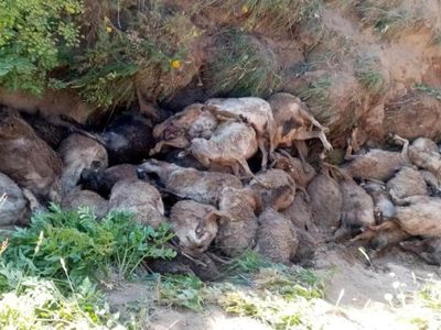 Van’da garip olay: Uçurumdan art arda kendilerini attılar