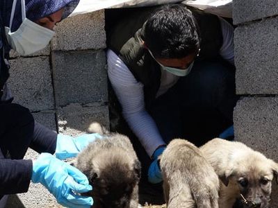 Van’da Sokak Hayvanları İçin Mama Ve Su Bırakıldı