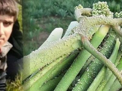 Van’da Uçkun Toplarken Hayatını Kaybetti