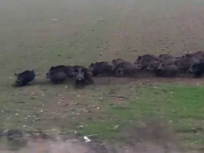 Vaşak Fotoğrafları Çekmek İsteyen Fotoğrafçı Domuz Sürüsüyle Karşılaşınca Şok Oldu!