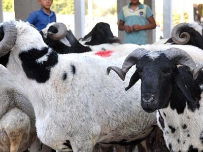 Vekaletle Kurban Fiyatları Ne Kadar?