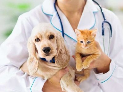 Veteriner DGS 2022 taban puanları ve bölüm kontenjanları