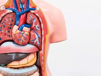 Vücudumuzda neden bazı organlardan 2 tane var? Yardıma gelen savaşçılar!