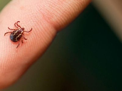 Vücudundaki Keneyi Çıkaran Yaşlı Kadın Hayatını Kaybetti