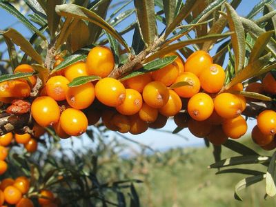 Yabani İğde Doğadaki Tek Omega 7 Kaynağı