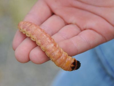 Yaraların Çözümü Larva Tedavisi