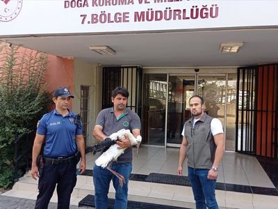 Yaralı Leylek Adana'da Kurtarılıyor