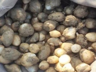 Yasaklı Salep Soğanı Toplayanlara 724 Bin TL Ceza Kesildi