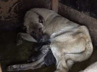Yavru köpek anne dedi videosu sosyal medyayı sallıyor!