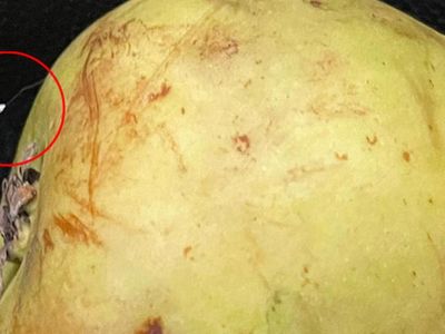 Yemek İçin Aldığı Armutta Nadir Görülen Udumbara Çiçeği'ne Rastladı