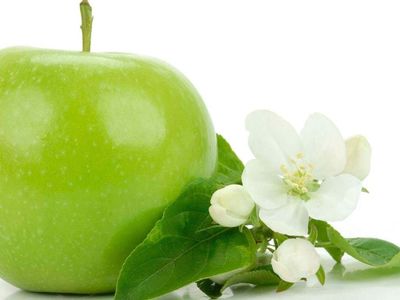 Yeşil elma kaç kalori? Yeşil elma diyet listesinde yer almalı mı? Yeşil elmanın bilimsel faydaları
