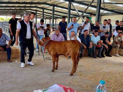 Yılın en güzel buzağısı 40 günlük limousin cinsi seçildi
