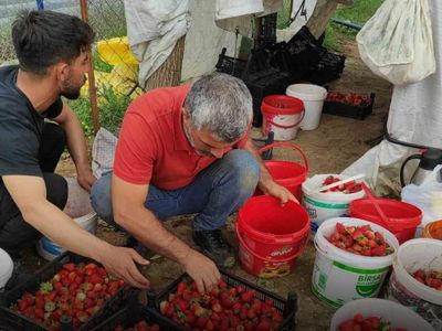 Yoğun Yağışlar, Çilek Üretimini Olumsuz Etkiledi