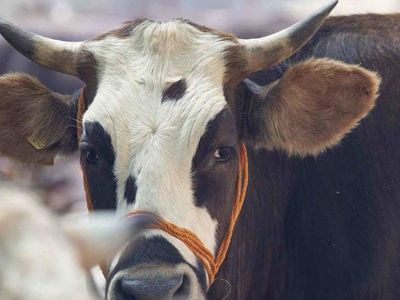 Yozgat kurbanlık fiyatları ne kadar? 2022 Yozgat büyükbaş, küçükbaş kurbanlık hisse fiyatları