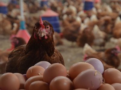 Yumurta fiyatı düştü tavuk fiyatı arttı: Fırsatçı kazandı vatandaş üzüldü