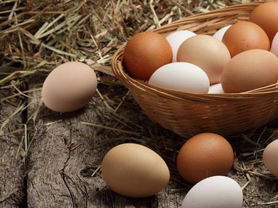 Yumurtanın Faydaları Nelerdir?