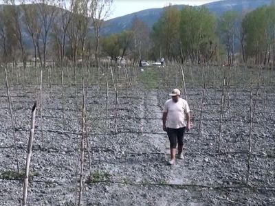 Yurt dışında gördüğü meyveyi Çorumda yetiştirmeye başladı! Hedef yılda 300 bin TL kazanmak