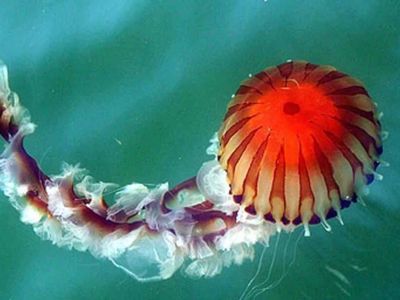 Zehirli pusula denizanası nedir, ölümcül mü? Marmara'da görülmeye başlandı