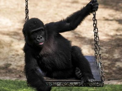 Zeytin Goril Yavrusu Nijerya'ya Dönüyor