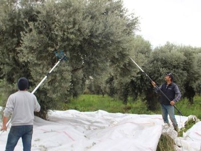 Zeytin üreticilerinin yüzüne güldüren haber: 860 milyon liralık kredi desteği sağlanacak!
