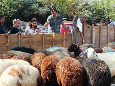 Zincir marketlerden kurban hissesi almak caiz mi? A101, ŞOK, BİM, Migros Kurbanlık almak caiz mi?