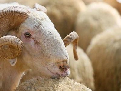 Zonguldak kurbanlık fiyatları ne kadar? 2022 Zonguldak büyükbaş, küçükbaş kurbanlık hisse fiyatları