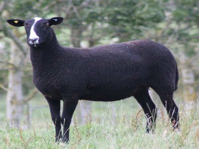 Zwartbles koyunu nedir, ne kadar zamanda büyür? Zwartbles koyunu ne kadar süt verir?