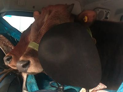 Rize'de 2 Düveyi Aracının Arka Koltuğunda Yaylaya Böyle Götürdü