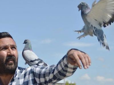 300 Güvercin İçin Aldığı Araziye, 350 Bin Lira Harcadı