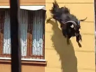 Adana’da Kurbanlık Keçi Çatıdan Düştü!