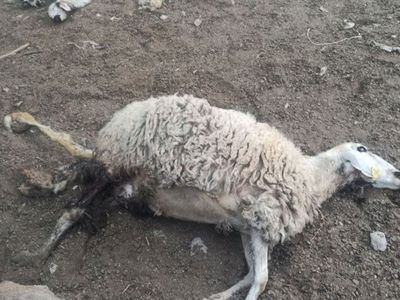Aksaray'da Yırtıcı Kurt, Ahırdaki Koyunları Telef Etti