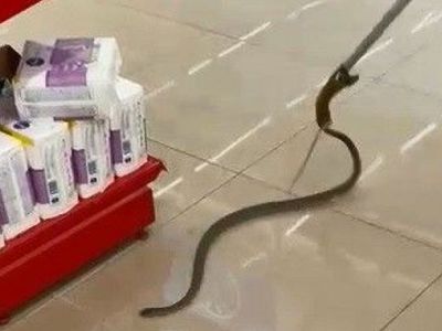Alışverişe Gittikleri Markette Rafların Arasından Yılan Çıktı