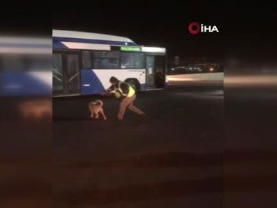 Ankara’da Otobüs Şoförü ve Köpeğin Eğlenceli Anları Sosyal Medya Gündem Oldu
