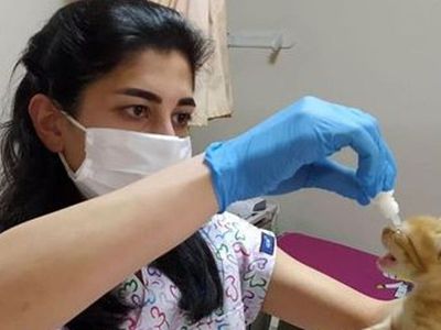 Anne Kedi Yavrularını Doktora Götürdü