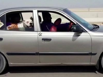 Artık Hayvanların da Taksisi Var!