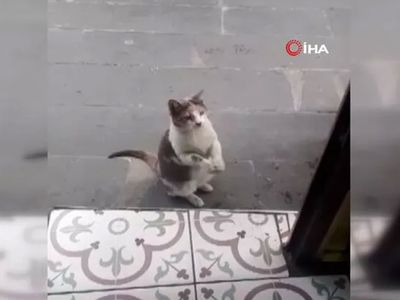 Artvin’de Kameralara Yakalanan Kendi Sosyal Medyada Gündem Oldu