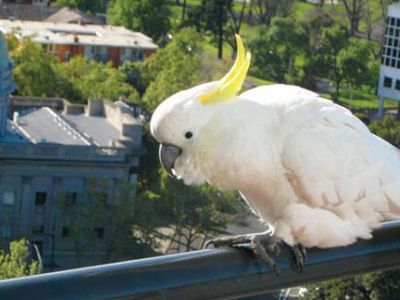 Avustralya’da Bir Kasabayı Papağanlar İstila Etti