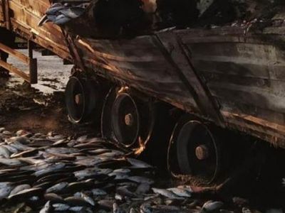 Balıklar Yola Saçıldı! Samsun'da Balık Yüklü Tır Alev Alev Yandı