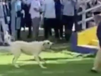 Başıboş köpek terörü bitmek bilmiyor! İzmir'deki mezuniyet töreninde davetliler nereye kaçacağını şaşırdı!