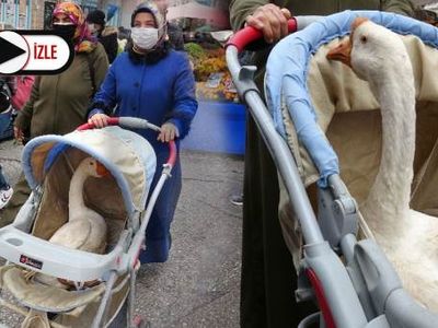 Kesmek İçin Aldıkları Kazı Bebek Arabasında Dolaştırdı