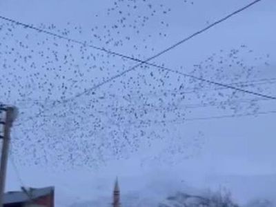 Bingöl'de Sığırcıkların Gökyüzündeki Dansı Güzel Görüntüler Oluşturdu