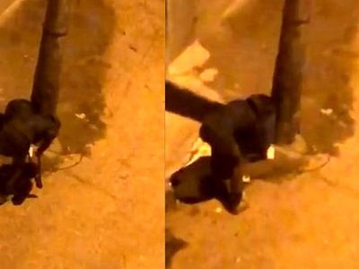 Bursa'da akılalmaz hırsızlık! Çöp kovalarını demir makasla keserek çalmaya kalkıştı