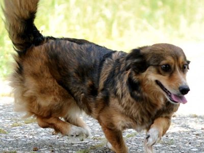Bursa'da Felçli Köpek, Kök Hücre Nakli Sayesinde Yürüdü
