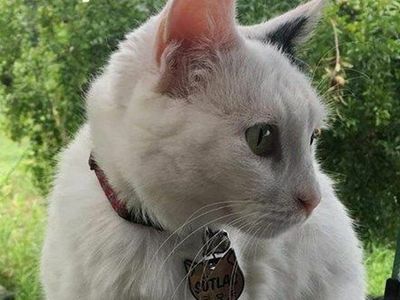 Denizli'de Kale Ağlarına Takılan Kediyi İtfaiye Kurtardı